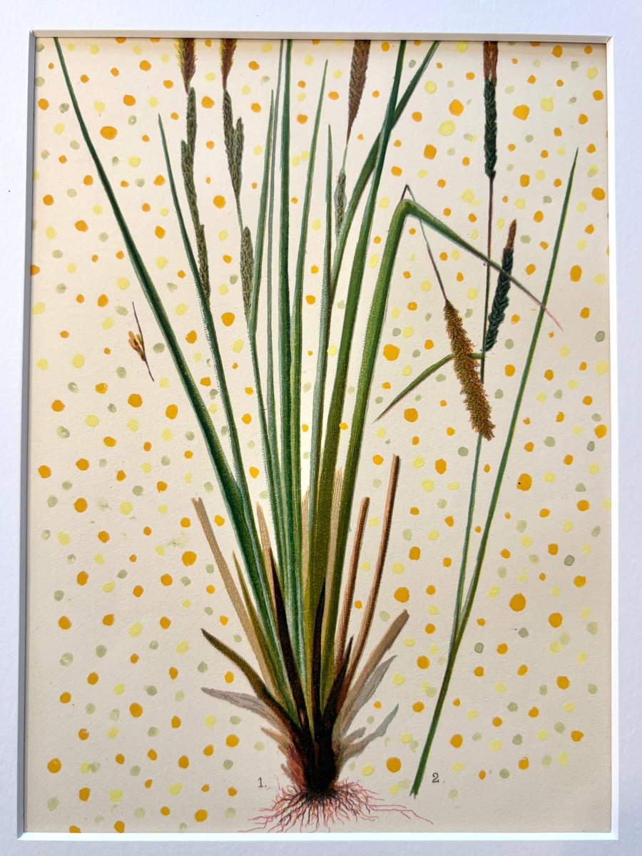 Wheat Grass Joy - Made X Hudson