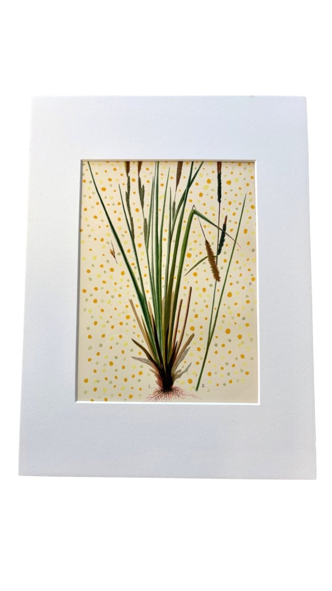 Wheat Grass Joy - Made X Hudson