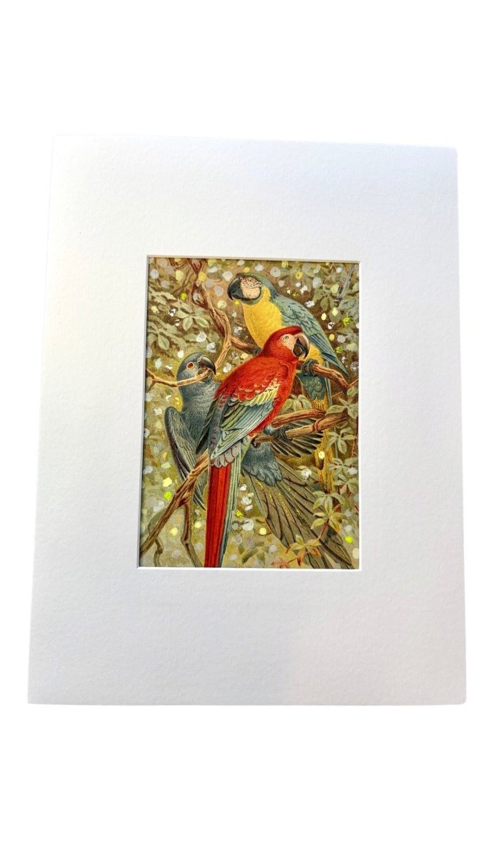 3 Parrots On A Limb - Made X Hudson